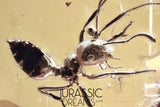 J385 - Superb Looking Ant FORMICINAE Fossil Inclusion Genuine BALTIC AMBER + HQ Picture