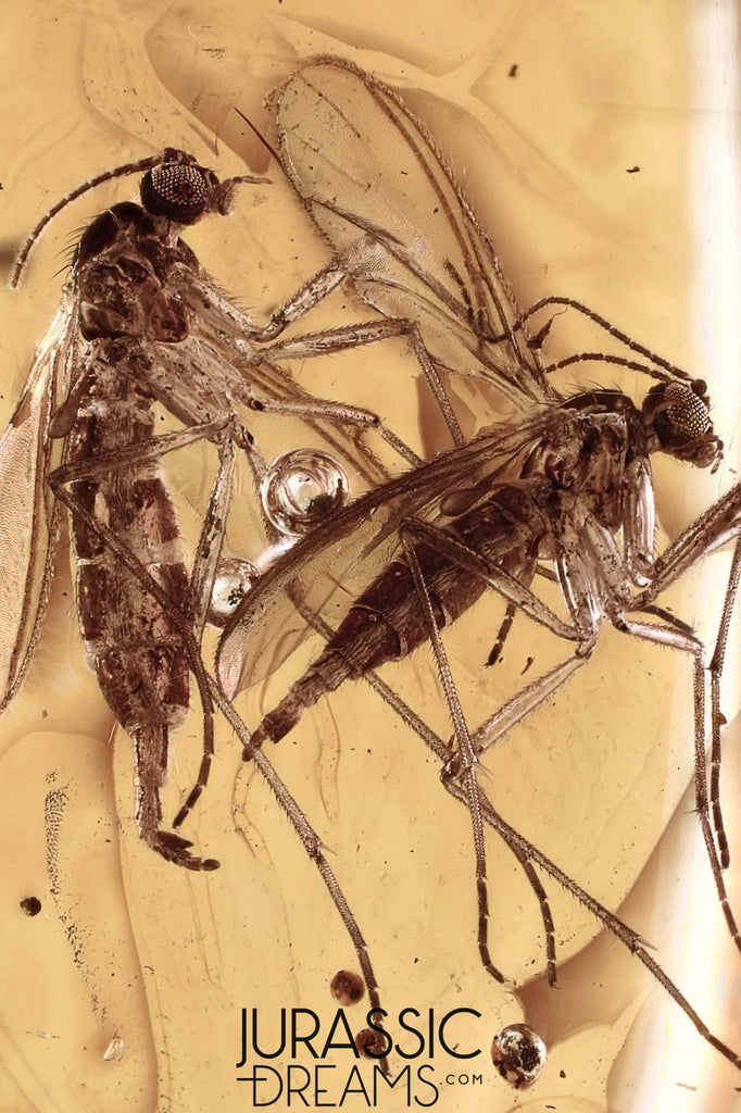 J371 - 2 Nice GNATS Sciaridae Rare Fossil Inclusion in Genuine BALTIC AMBER + HQ Picture