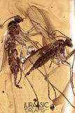 J371 - 2 Nice GNATS Sciaridae Rare Fossil Inclusion in Genuine BALTIC AMBER + HQ Picture