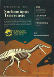 20494- Nicely Preserved Suchomimus tenerensis Dinosaur Tooth