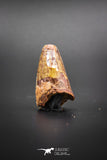 02041 - Huge Beautiful 1.41 Inch Elosuchus Cherifiensis Crocodile Tooth From Kem Kem