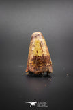 02041 - Huge Beautiful 1.41 Inch Elosuchus Cherifiensis Crocodile Tooth From Kem Kem