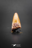 02042 - Huge Beautiful 1.29 Inch Elosuchus Cherifiensis Crocodile Tooth From Kem Kem