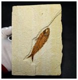 13021 - Finest Grade Knightia eocaena Fossil Fish Green River Fm WY Eocene Age