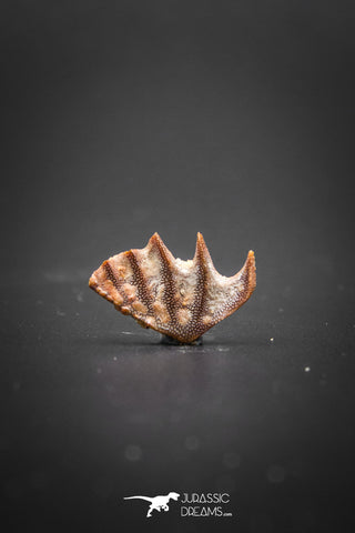 02047 - Rare Ceratodus humei Tooth From Kem Kem Basin
