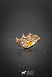 02047 - Rare Ceratodus humei Tooth From Kem Kem Basin