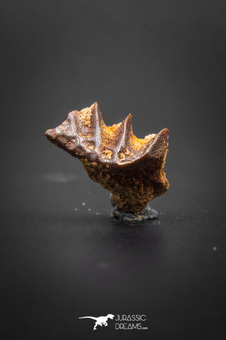02048 - Beautiful Well Preserved Ceratodus humei Tooth From Kem Kem Basin