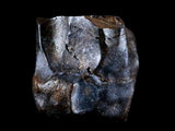 10055 - Rare Centrosaurus Fossil Tooth Ceratopsid Dinosaur Judith River Fm - Montana