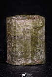 08345 - Beautiful Yellow Green Apatite Crystal - Imilchil (Morocco)