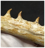 13053 - Amazing Large Halisaurus arambourgi (Mosasaur) Partial Left Hemi Jaw with 4 Teeth