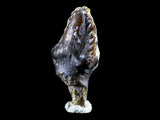10140 - Top Rare Ankylosaurus Dinosaur Fossil Tooth - Judith River Fm - Montana