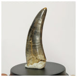 H1 - Museum Grade Serrated Tyrannosaurus rex Tooth Cretaceous Dinosaur