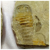 13041 - Silurian Sea Scorpion Eurypterus Balteurypterus fossil specimen Pos/Neg- UKRAINE