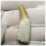 14005 - Finest Grade Complete Rooted Dyrosaurus phosphaticus Crocodile Tooth