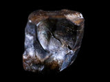 10055 - Rare Centrosaurus Fossil Tooth Ceratopsid Dinosaur Judith River Fm - Montana