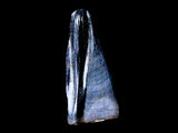 10059 - Albertosaurus Finest Juvenile Premaxillary Tooth Cretaceous Tyrannosaurid Dinosaur - Montana
