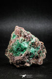 04987 -  Well Crystallized Acicular Brochantite with Quartz from South Morocco