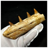 13050 - Great Platecarpus ptychodon (Mosasaur) Partial Jaw with Teeth