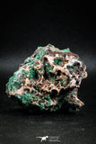 04988 -  Well Crystallized Acicular Brochantite with Quartz from South Morocco
