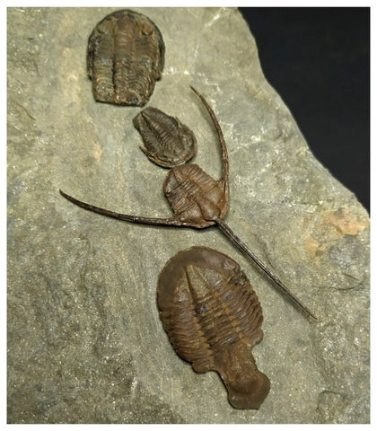 Museum Grade Ampyx + Asaphid + 2 Euloma + Parabathycheilus Ordovician Trilobites Associated in Row