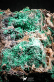 04988 -  Well Crystallized Acicular Brochantite with Quartz from South Morocco