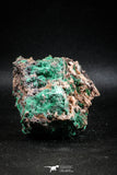 04988 -  Well Crystallized Acicular Brochantite with Quartz from South Morocco