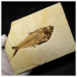 13015 - Finest Grade Diplomystus dentatus Fossil Fish Green River Fm WY Eocene Age