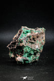 04988 -  Well Crystallized Acicular Brochantite with Quartz from South Morocco