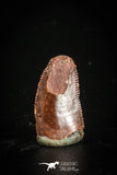 77092 - Top Quality 0.45 Inch Abelisaur indet Raptor Tooth Cretaceous KemKem