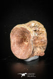 77004 - Beautiful Preserved Cretaceous ONCHOPRISTIS Vertebra Bone KemKem Beds