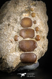 77043 - Top Beautiful 1.67" Phacodus Dental Plate in Natural Matrix Cretaceous