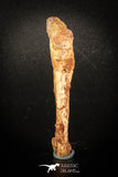 77007 - Rare Unidentified Dinosaur Reptile Vertebra Chevron Bone Cretaceous KemKem