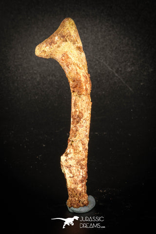 77007 - Rare Unidentified Dinosaur Reptile Vertebra Chevron Bone Cretaceous KemKem