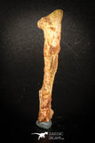 77007 - Rare Unidentified Dinosaur Reptile Vertebra Chevron Bone Cretaceous KemKem