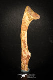 77007 - Rare Unidentified Dinosaur Reptile Vertebra Chevron Bone Cretaceous KemKem