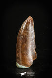 88738 - Top Quality 0.88 Inch Abelisaur Serrated Dinosaur Tooth Cretaceous KemKem