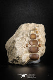 77043 - Top Beautiful 1.67" Phacodus Dental Plate in Natural Matrix Cretaceous