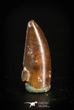 88738 - Top Quality 0.88 Inch Abelisaur Serrated Dinosaur Tooth Cretaceous KemKem