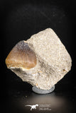 88793 - Top Beautiful 1.10'' Globidens aegyptiacus (Mosasaur) Tooth Cretaceous in Natural Matrix