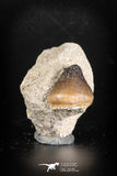 88793 - Top Beautiful 1.10'' Globidens aegyptiacus (Mosasaur) Tooth Cretaceous in Natural Matrix