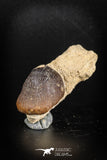 88795 - Top Beautiful 1.29'' Globidens aegyptiacus (Mosasaur) Tooth Cretaceous in Natural Matrix