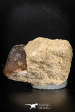 88795 - Top Beautiful 1.29'' Globidens aegyptiacus (Mosasaur) Tooth Cretaceous in Natural Matrix