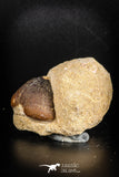 88796 - Top Beautiful 1.28'' Globidens aegyptiacus (Mosasaur) Tooth Cretaceous in Natural Matrix