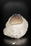 88797 - Top Beautiful 1.22'' Globidens aegyptiacus (Mosasaur) Tooth Cretaceous in Natural Matrix