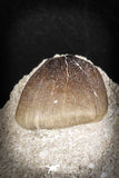 88797 - Top Beautiful 1.22'' Globidens aegyptiacus (Mosasaur) Tooth Cretaceous in Natural Matrix