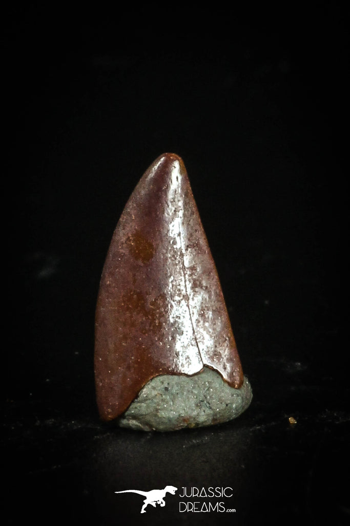 77091 - Top Quality 0.50 Inch Abelisaur indet Raptor Tooth Cretaceous KemKem