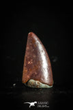 77091 - Top Quality 0.50 Inch Abelisaur indet Raptor Tooth Cretaceous KemKem