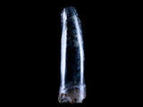 10059 - Albertosaurus Finest Juvenile Premaxillary Tooth Cretaceous Tyrannosaurid Dinosaur - Montana