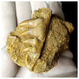 13051 - Finest Grade Halisaurus arambourgi (Mosasaur) Partial Hemi Jaw with 4 Teeth