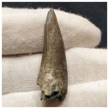 10121 - Exceedingly Rare Suchomimus tenerensis Dinosaur Tooth - Elrhaz Fm - Niger